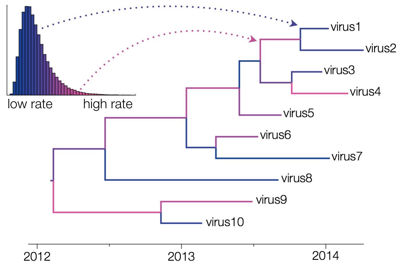 molecular clock